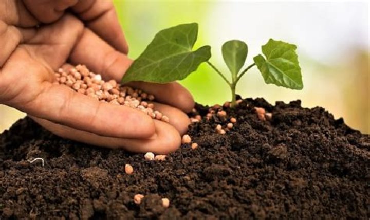 nickbagelboy abonado en tiempo real recuento